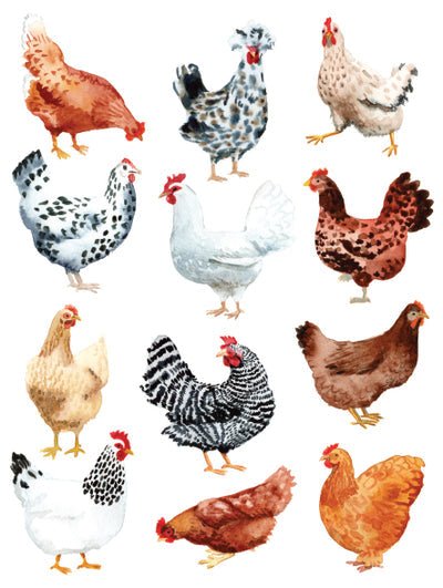 Chicken Notecards - Merry PigletsSkandisk