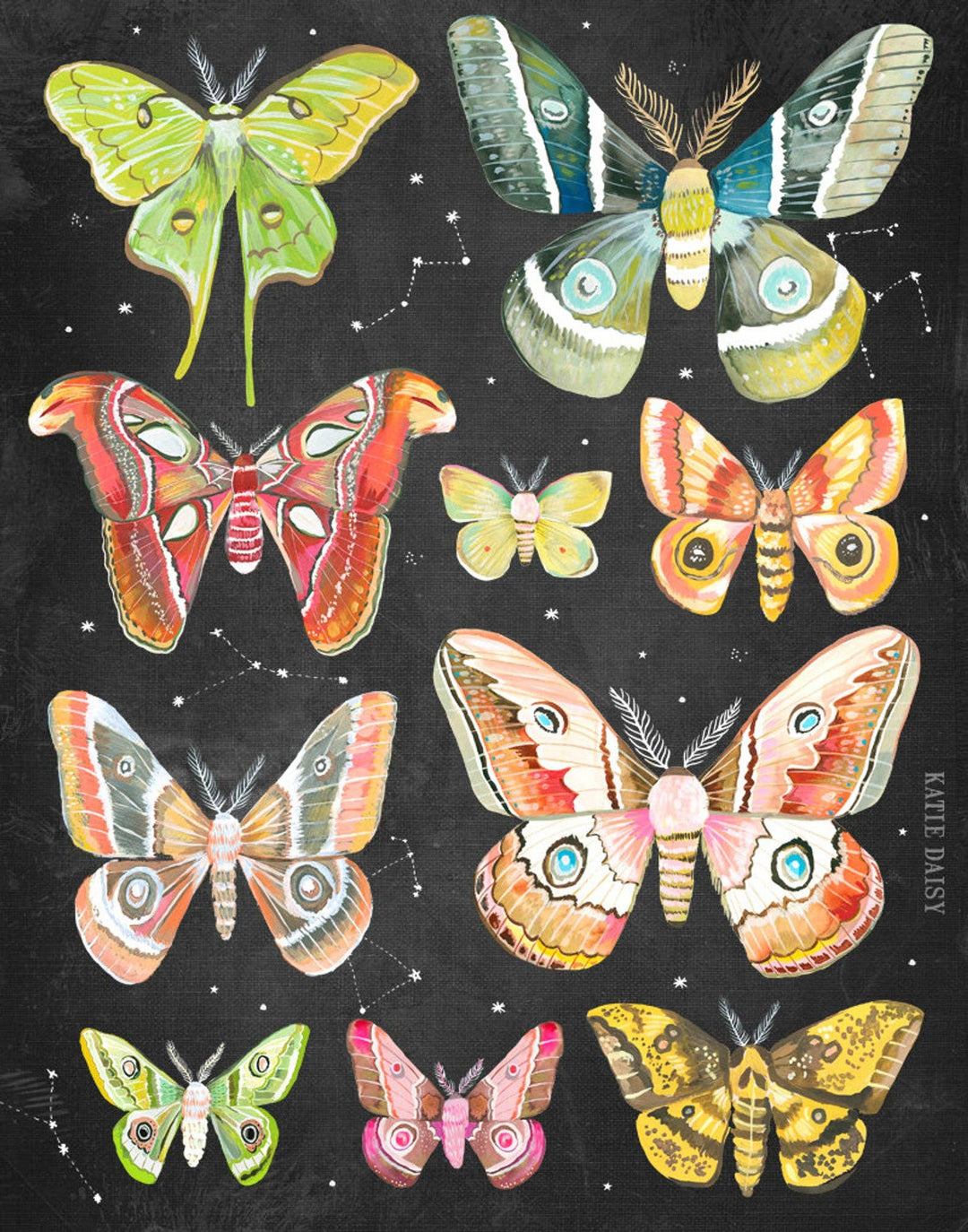 Moth Chart Art Print - Merry PigletsKatie Daisy